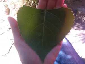 Heart Shaped Leaf