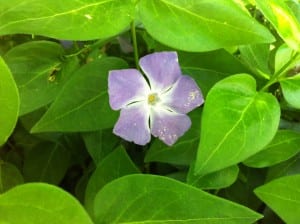 Purple Flower at Wilbur May Arboretum May 2016 date Day with Lillian