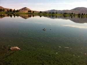 Vintage Lake Turtle June 2016