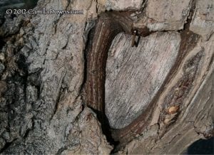 heart-in-tree-audrey-harris-park-2012