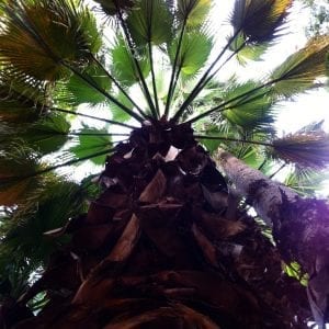 Palm Tree Looking Up San Antonio July 2016