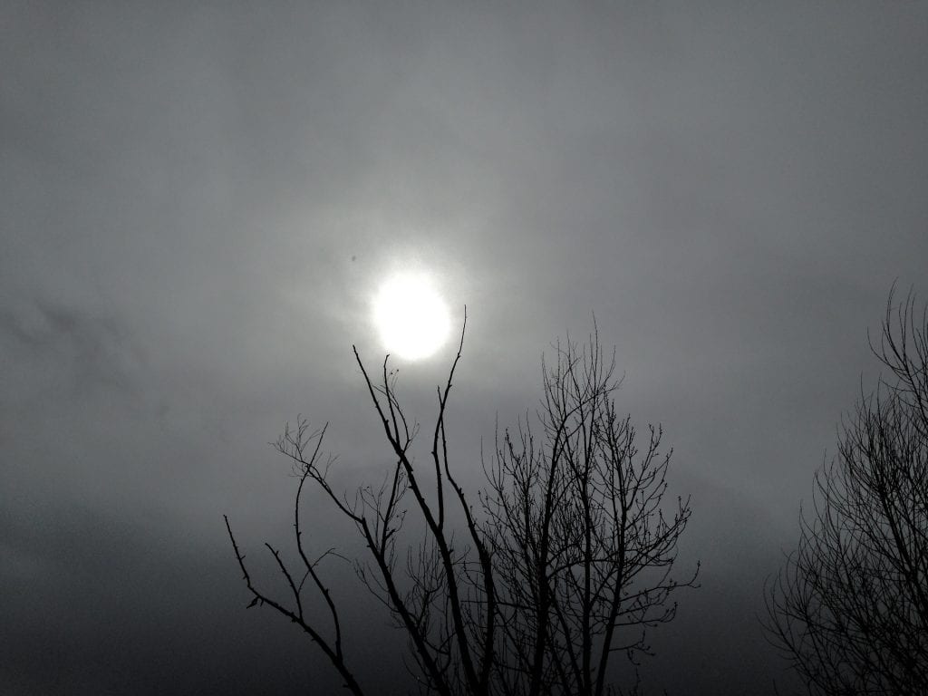 Tree Cradling Sun Cloudy Day Vintage Walk 2.7.17