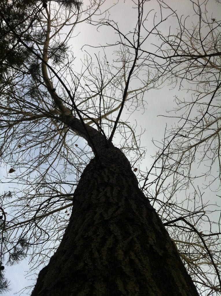 Looking Up Tree 2016