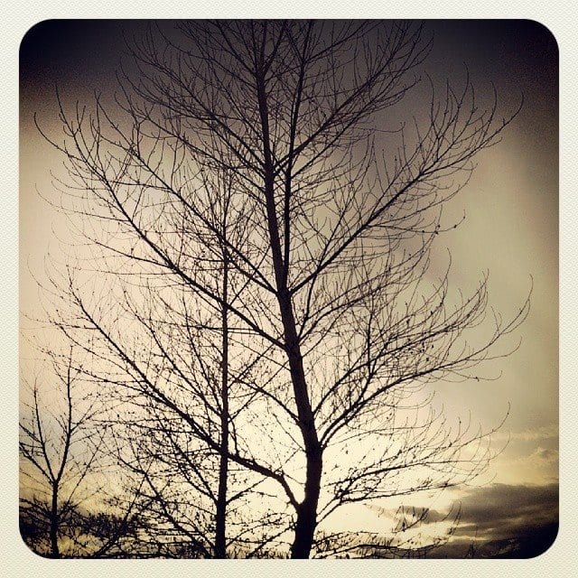 Tree Sunset 2.22.14
