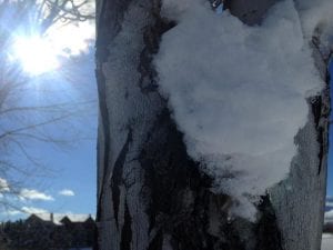 Snow on Tree with Sun in Background 2017