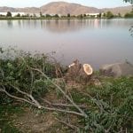 Cut Down Tree Vintage Lake 2017 #11