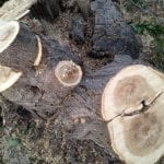 Cut Down Tree Vintage Lake 2017 #12