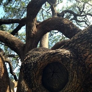 Eye of Tree Alamo with Poem March 2017