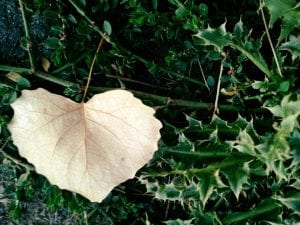 Love Floats Heart Shaped Leaf November 2017