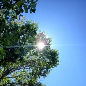 Tree Sunbeams and Blue Sky with Shine Bright Poem 2017