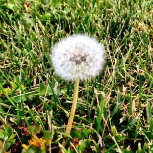 Dandelion 2016