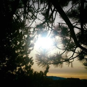 Tree Caressing Sun The Vintage lLake February 2018