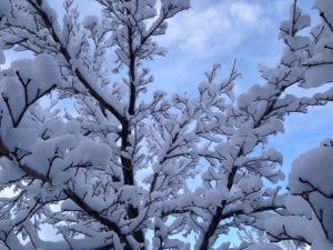 Frosty Embrace - Nature's Abundance 3.9.18