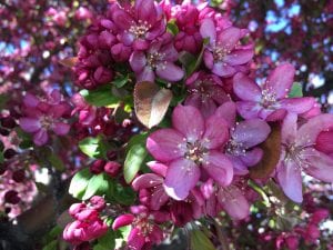 Pink Tree Blossoms The Vintage 4.20.18