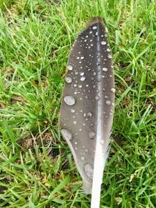 Goose Feather with Water Droplets Poem 5.23.18