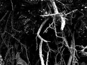 Tree Roots Walking Through Tunnel Post 8.4.17