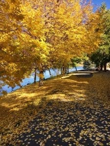 walking trail - path - scattered with yellow autumn leaves